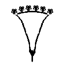 diagram of a capitulum inflorescence shape