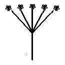 diagram of a corymb inflorescence shape