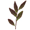 example of alternate leaves
