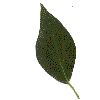 example of rhomboid or diamond leaf shape