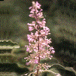 Lagerstroemia indica, an example of a panicle inflorescence shape