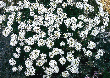 Pritzelago, Hutchinsia alpina