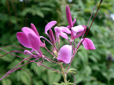 Cleome Flower