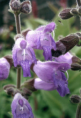 Salvia dolichantha