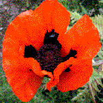 Papaver orientale, an example of single inflorescence shape