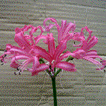 Nerine, an example of an umbel or umbellate inflorescence shape